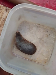 Amblysomus hottentotus