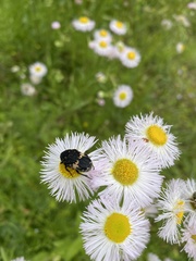 Glycyphana fulvistemma