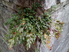 Asplenium ruta-muraria ruta-muraria