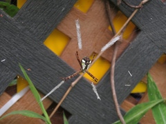 Argiope perforata