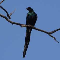 Lamprotornis caudatus