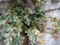 Asplenium ruta-muraria ruta-muraria