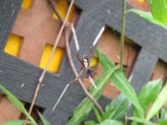 Argiope perforata
