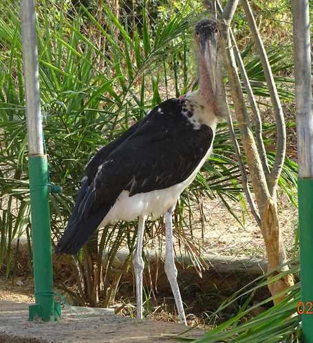 Marabou Stork