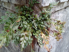 Asplenium ruta-muraria ruta-muraria