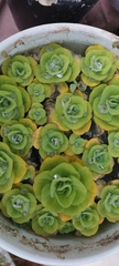 Pistia stratiotes