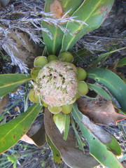 Protea foliosa