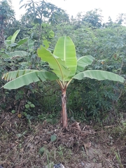 Musa