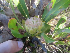 Protea foliosa
