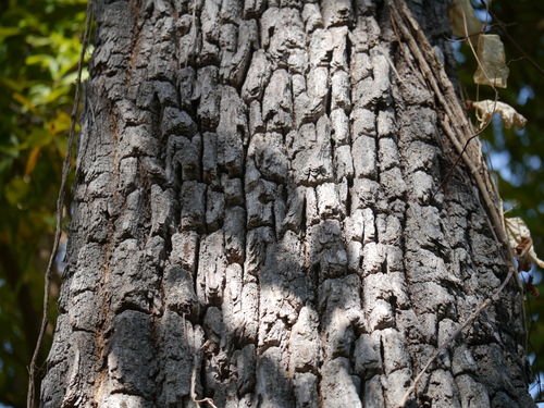 Terminalia elliptica (Terminalia elliptica)