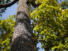 Terminalia elliptica