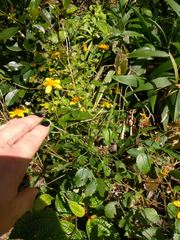 Bidens campylotheca