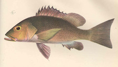 African Red Snapper photo 1