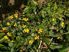 Bidens campylotheca