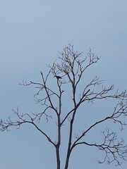 Aves
