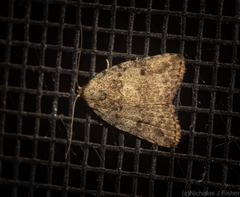 Tolpia conscitulana