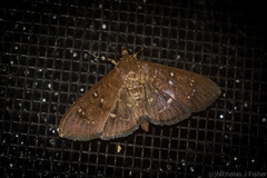 Prorodes mimica