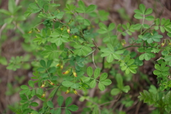 Hippocrepis emerus emerus