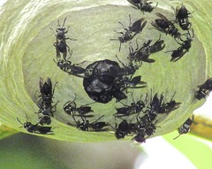 Pseudopolybia compressa