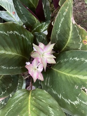 Goeppertia roseopicta