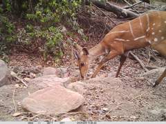 Tragelaphus scriptus
