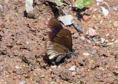 Papilio slateri