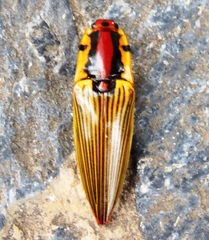 Semiotus imperialis