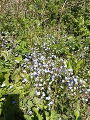Myosotis