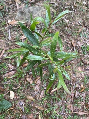 Acacia confusa