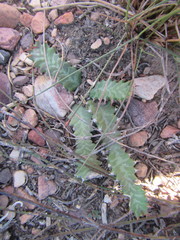 Euphorbia stellata