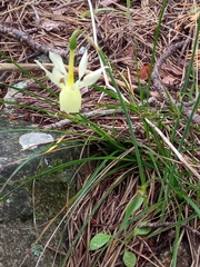 Narcissus triandrus pallidulus