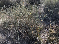 Lepidobolus drapetocoleus