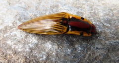 Semiotus imperialis
