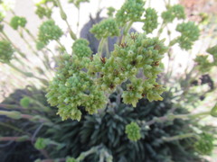 Crassula mesembryanthoides