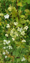 Angiospermae