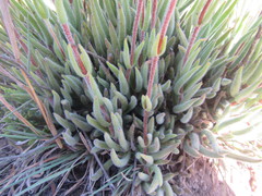 Crassula mesembryanthoides