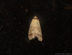 Heteroteucha anthodora