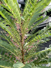Phyllanthus pulcher