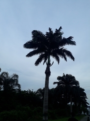 Arecaceae
