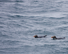 Eudyptes pachyrhynchus