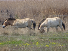 Equus ferus przewalskii