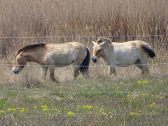 Equus ferus przewalskii