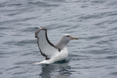 Salvin's Albatross photo 5