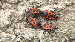 Pyrrhocoris apterus