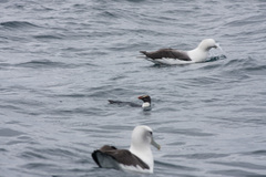 Eudyptes pachyrhynchus