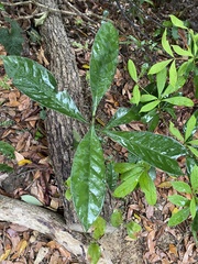 Psychotria asiatica