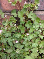 Geranium