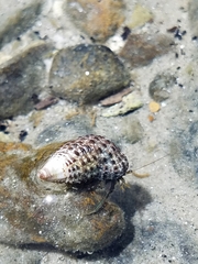 Clibanarius longitarsus