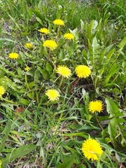 Taraxacum officinale