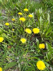 Taraxacum officinale